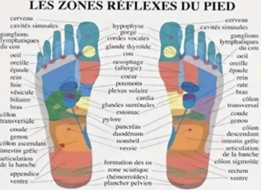 Cartographie des pieds - zones réflexes